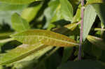 Prairie willow